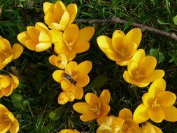 top view on the yellow crocuses in the grass