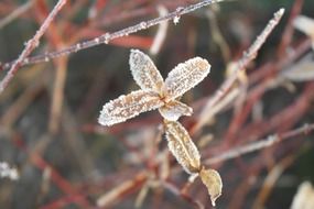 frozen plant in winter