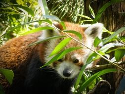 red panda behind green branches