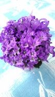campanula, potted plant in bloom