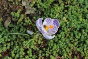 spring flower crocus greens bloom