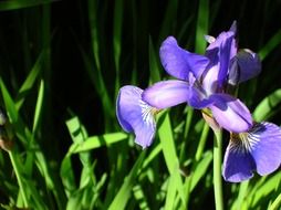 blue iris in the greenhouse