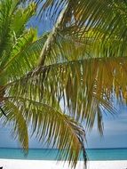 perfect palm trees beach