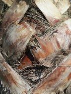 Close-up of the trunk of a palm tree