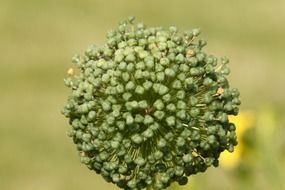 A lot of small green flowers blossom