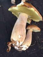 brown tasty mushroom