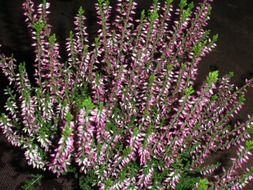 flowering bush of erika