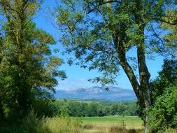 field behind green trees