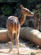 deer in the national park in India