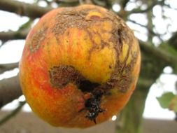 apple on a branch like an autumn harvest