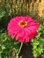 closeup photo of terrific pink flower