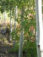 aspen with green leaves