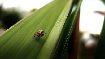 spider on a large green leaf close up