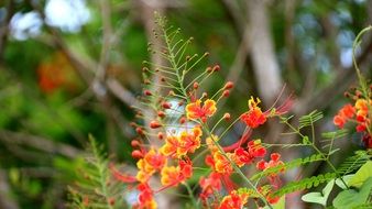 hematoxylin poinsettia flower in a forest