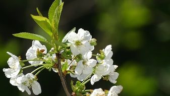 flowers of cherry at blurred green background