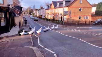 geese on the road in London