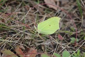 green leaf on dry needles