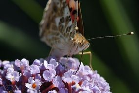 butterfly on the tiny purple flowers