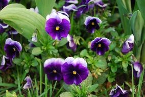 breathtaking pansy flowers