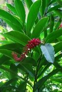 ginger plant