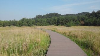 Trail near a forest