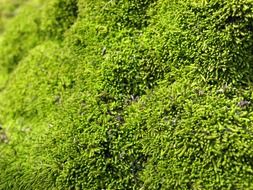 Green moss close up