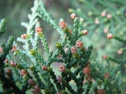 extraordinarily beautiful spring bud