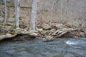 Autumn Forest river bank