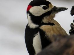 great woodpecker on a tree