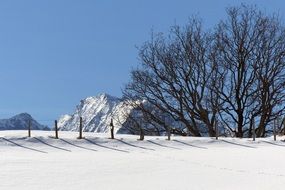 striking grove of trees