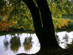 autumn trees are reflected in the river on a sunny day