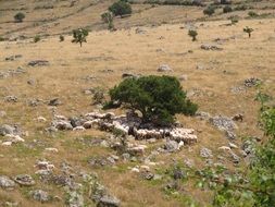 Landscape with the flock of sheep in Sardinia