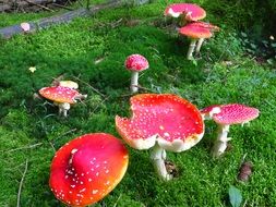 toxic spotted fly agaric mushrooms