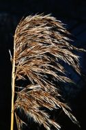reed grass at night