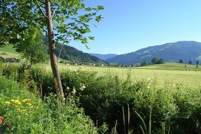 small brook in the grass in the meadows of the Alps