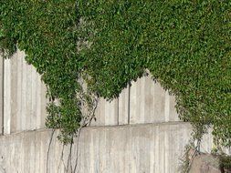 green climbing plant on a stone wall