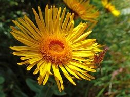 macro flowers in the meadow