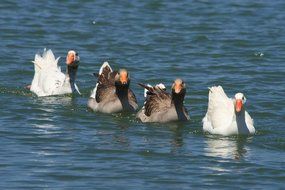 geese swim around the lake