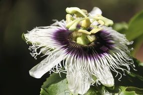 passion flower close macro
