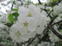 white cherry blossom in the park