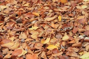 Autumn fallen leaves close-up