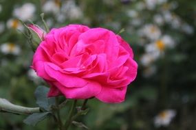 bright fresh rose in the garden in September