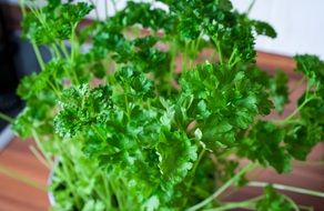 parsley on the table