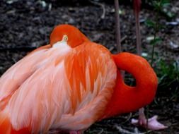 orange flamingos in the Caribbean