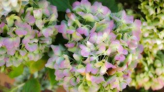 hydrangeas sweets past