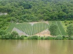 vineyards in the form of a heart on a mountain