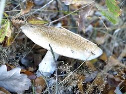 beige forest mushroom in autumn