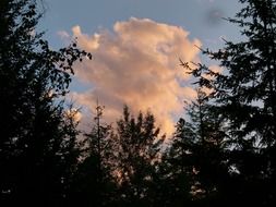 pink cloud above dark trees