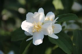 terrific blossom