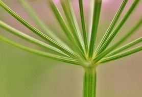 green stalk close up